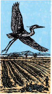 Blue Heron Farm DK